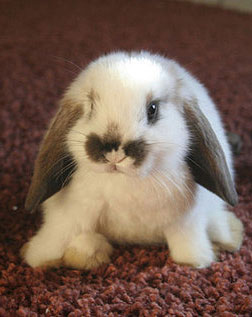 yavru tavşan, sevimli