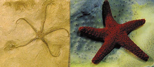 deniz yıldızı fosili