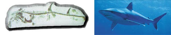 köpek balığı fosili