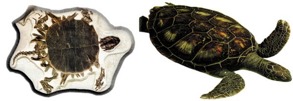 kaplumbağa fosili