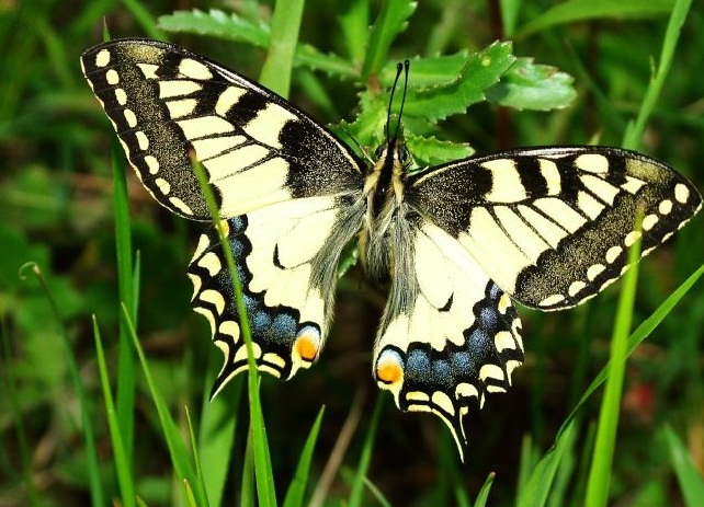 Resimlerdeki kelebeklerin kanatlarını ilk kez görüyormuş gibi dikkatle inceleyin. Böylesine kusursuz bir estetik, en ufak hataya rastlanmayan simetrileri, göz alıcı renkler ve desenler büyük bir hayranlık uyandıracaktır.