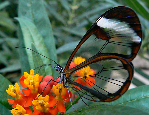 Kelebekler aslında saydam olan bir çift zar kanada sahiptirler. Bunlar, yoğunlukları farklı pullarla kaplı olduğu için zar kanatların saydamlıkları belli olmaz. Kelebek kanatlarının aerodinamiğini (hava akımlarından faydalanarak yapılan hareketler) artıran, onlara rengini veren işte bu pullardır.