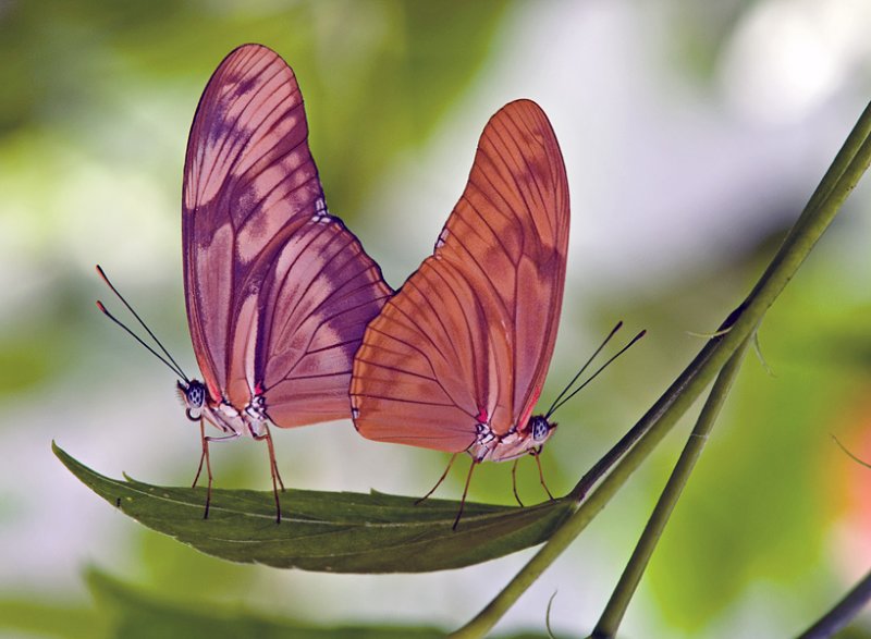 Kelebeklerin tek çarpıcı özellikleri sahip oldukları muhteşem simetriye sahip kanatlar değildir. Kelebeklerdeki vücut yapısı da her yönüyle kusursuzdur. 