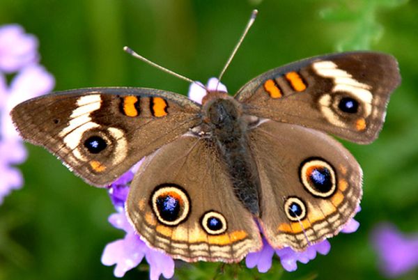 Kelebeklerin sahte gözler dışında kamuflaj yetenekleri de şaşırtıcıdır. Kamuflaj yapan kelebekler çalının rengini görmekte, tespitler yapıp, bunları analiz etmekte, çok iyi işleyen bir sistemle vücutlarında ürettikleri renklerle çalının rengine bürünmektedir., Ddüşmanının zevklerinden haberdar olan başka bir türse onun hoşuna gitmeyecek renklere bürünerek uyarı mesajları vermektedir.