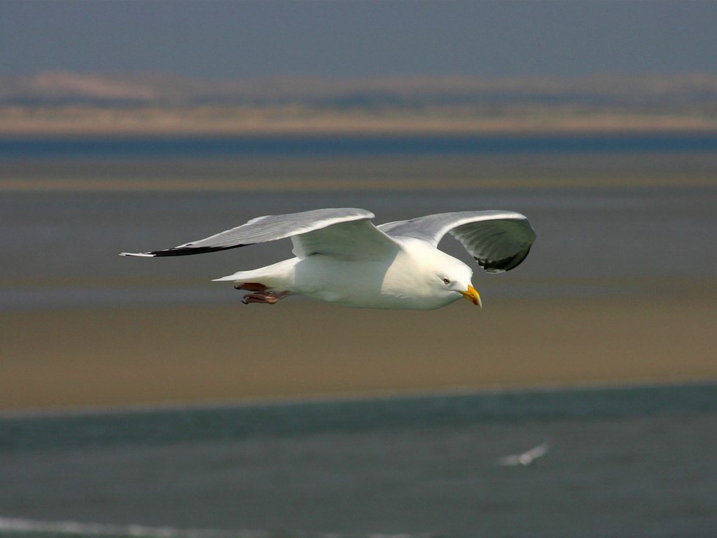 Uçmak çok fazla enerji gerektiren bir işlemdir. Bu da kuşların metabolizmalarının diğer canlılara göre daha hızlı çalışmasını gerektirir. 