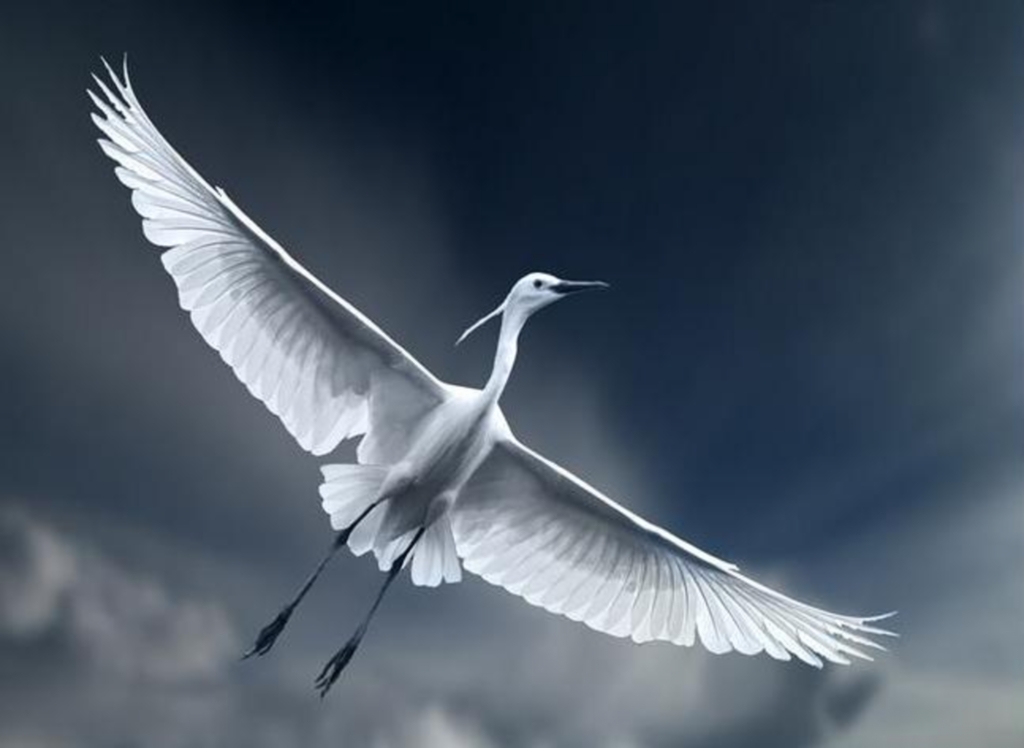 Kuşların uçabilmeleri için mutlaka gerekli olan kanatlar da Allah tarafından özel olarak tasarlanmıştır.bir tasarımla var edilmiştir. 
