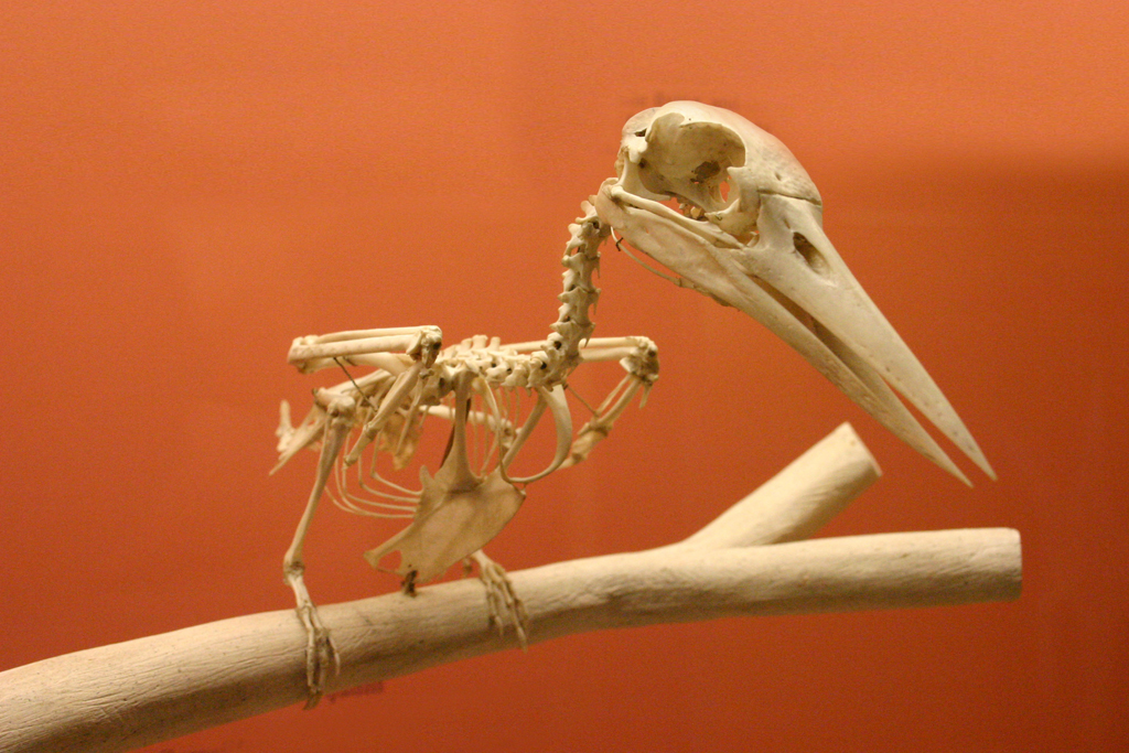 Öncelikle kuşların uçmalarının kolaylaşması için vücut ağırlıklarının minimum olması gereklidir. Bu yüzden, kemiklerinin içleri boştur ve vücutlarında ağırlığı azaltıcı hava kesecikleri vardır. 