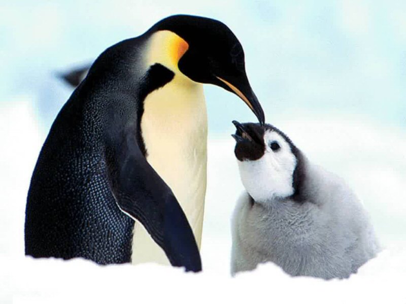 Adélie penguenleri karides benzeri suda yaşayan küçük yaratıklarla, balık ve kalamarla beslenirler. Avlarını bulmak için 175 metre derinliklere kadar dalabilirler ancak genellikle daha sığ sularda (yarısı kadar derinlikte olan) beslenirler.