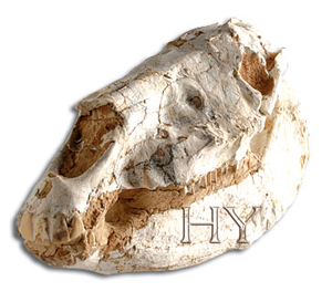Image result for Gürcistan’ın Dimanisi bölgesinde bulunan birden fazla insana ait fosil