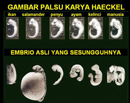 Download Gambar Embrio  Ayam  Vina Gambar