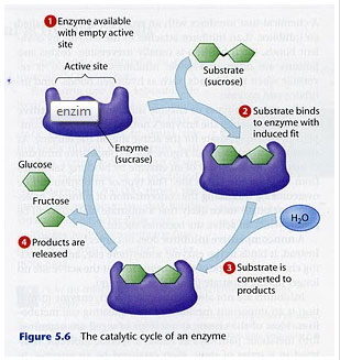 enzymes