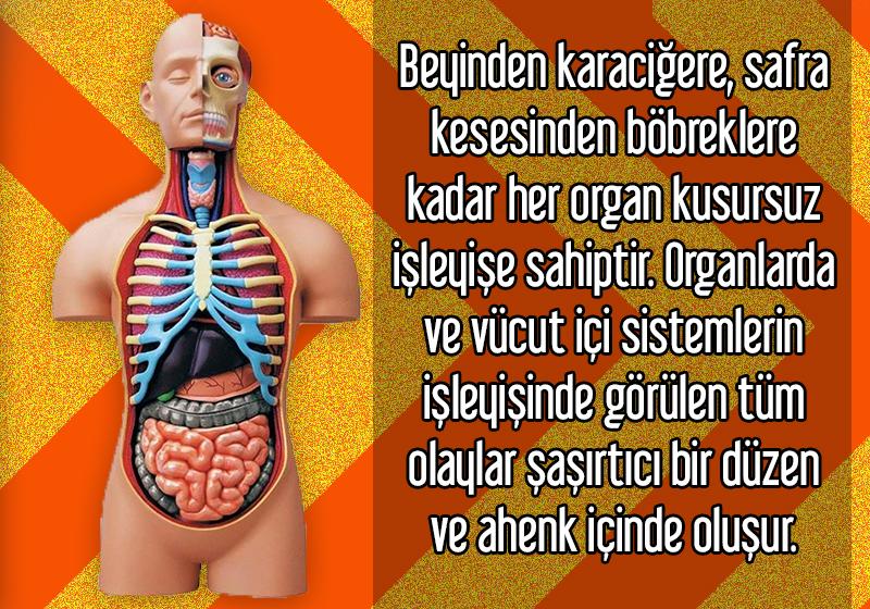 Beyinden karaciğere, safra kesesinden böbreklere kadar her organ kusursuz işleyişe sahiptir. Organlarda ve vücut içi sistemlerin işleyişinde görülen tüm olaylar şaşırtıcı bir düzen ve ahenk içinde oluşur.<div><br></div><div><a href=http://www.harunyahya.org/tr/Kitaplar/519/allah-akilla-bilinir target=_blank>http://www.harunyahya.org/tr/Kitaplar/519/allah-akilla-bilinir</a></div>