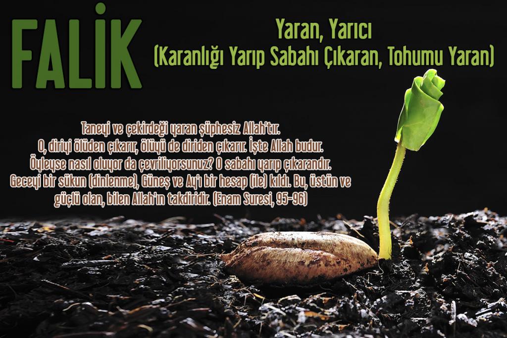 25-FALİK - Yaran, Yarıcı (Karanlığı Yarıp Sabahı Çıkaran, Tohumu Yaran)