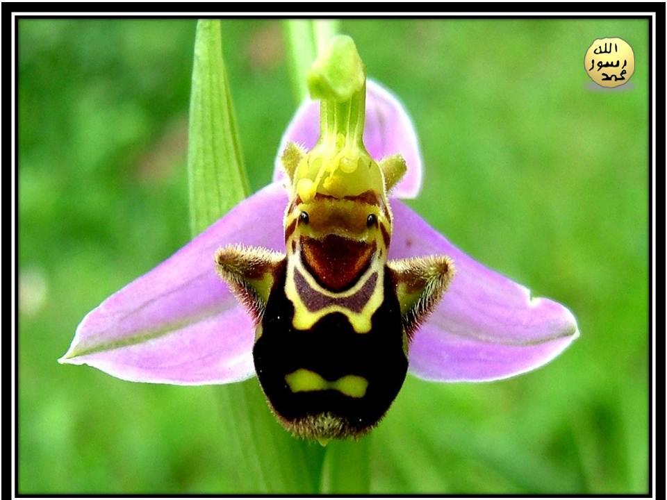 Örneğin resimlerde görülen orkide türü ki bu arı orkidesi olarak adlandırılmaktadır, tam arıları etkileyebileceği bir görünümdedir. Dişi bir arının şekline ve rengine sahiptir. Öyle ki uzaktan bunun bir bitki mi yoksa bir bitkinin üzerindeki arı mı olup olmadığını tespit etmek mümkün değildir.