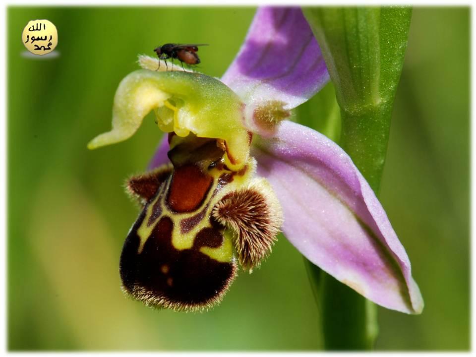 Hatta bu orkide türü erkek arıları daha kolay cezbedebilmek için uygun bir kimyasal uyarı da yayar. Bu etkileyici feromon, yani özel bir salgı ile de arıları kendine çeker. 
