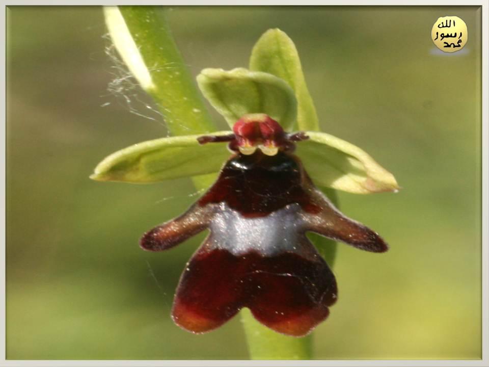 Kıbrıs Arı Orkidesi de döllenme işleminin gerçekleşmesi için arı taklidi yapan çiçeklerden başka bir tanesidir. Bu yöntemi kullanan orkidelerin sayısı oldukça fazladır ve izledikleri yöntemler de birbirlerinden farklıdır. 