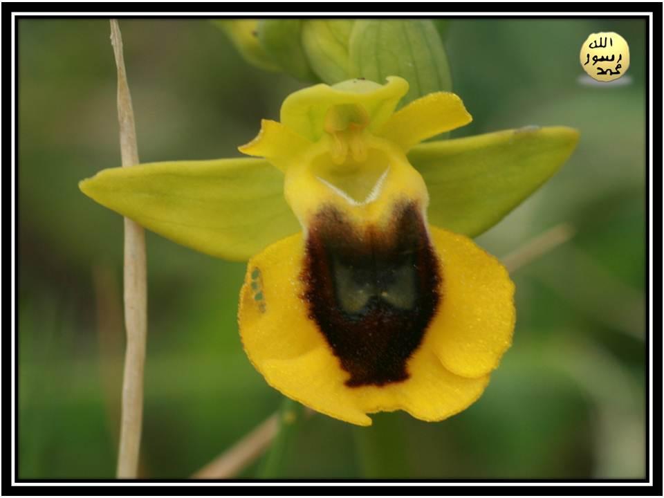 Kimisi başı yukarı kalkık dişi bir arının taklidini yaparken, kimisinin de başı aşağı doğru eğiktir. Örneğin Sarı Arı Orkidesi  ikinci yöntemi kullanır. Bunun nedeni döllenme şekillerindeki farklılıklardır.