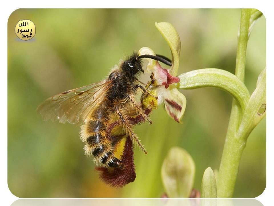 Dişi arı taklidi yapan bir diğer orkide türü de Korsan Arı Orkidesidir. 