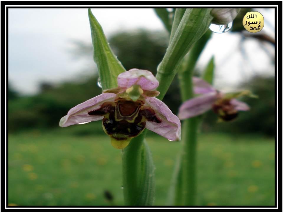 Dişi arı taklidi yapıp çekici bir koku salgılayarak erkek yaban arısının çiçeğin alt bölümünde yer alan kısmına konmasını sağlar. 