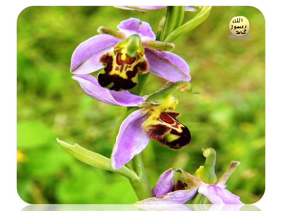 Çiçeğe konan yaban arısı çiftleşmeye çalışır ve sonuçta da çiçeğin üzerindeki polenleri vücuduna bulaştırır. Bu kandırmaca sonucunda da vücuduna yapışan polenleri aynı amaçla konduğu bir başka orkide çiçeğine taşır.