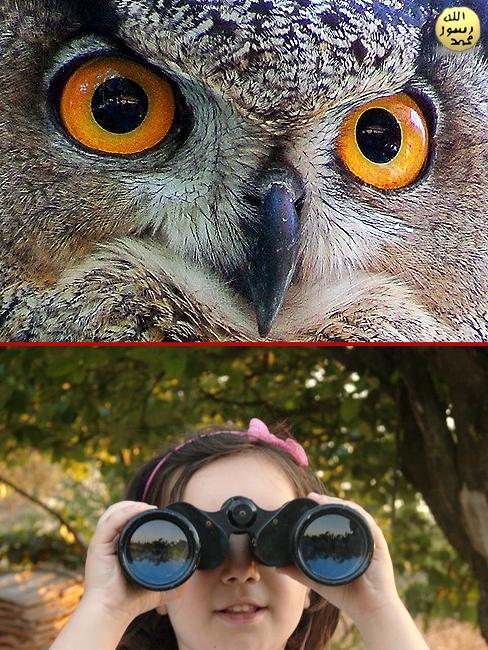 Bütün kuşların gözleri başlarının yan taraflarında yer alırken baykuşların gözleri, tıpkı insanlarınki gibi öndedir. Gözlerinin öne doğru olması baykuşlara dürbün görüşü sağlar (bir nesneyi aynı anda iki gözle görmek). Hayvan dürbün görüşü sayesinde nesneleri üç boyutlu olarak görüp hatasız bir uzaklık tespiti yapabilir.