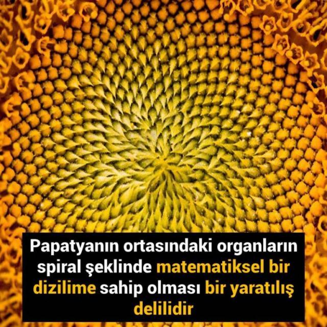 Papatyanın Matematiksel Dizilimi