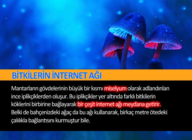 Bitkilerdeki İnternet Ağı