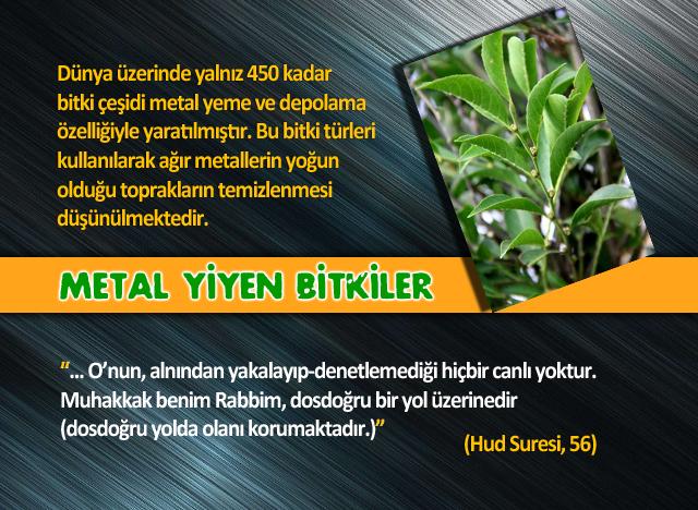 Metal Yiyen Bitkiler