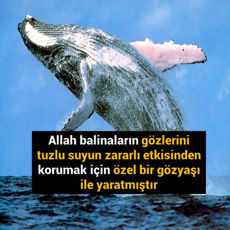 Bunları Biliyor Musunuz?