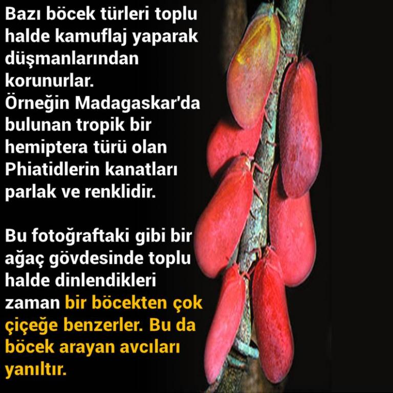 Bunları Biliyor Musunuz?