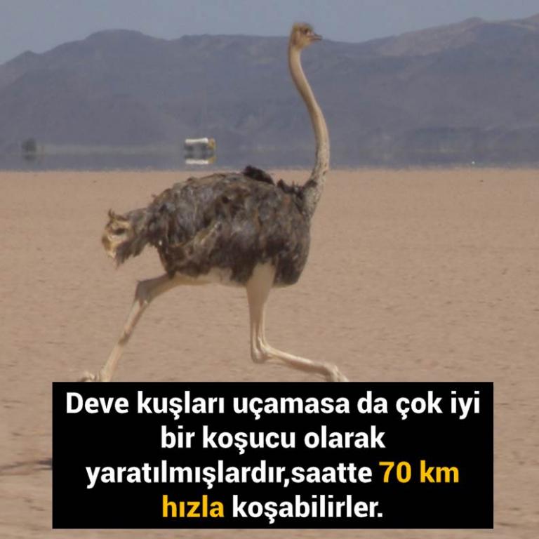 Bunları Biliyor Musunuz?