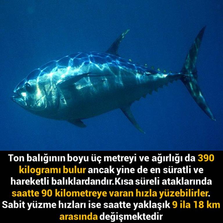 Bunları Biliyor Musunuz?