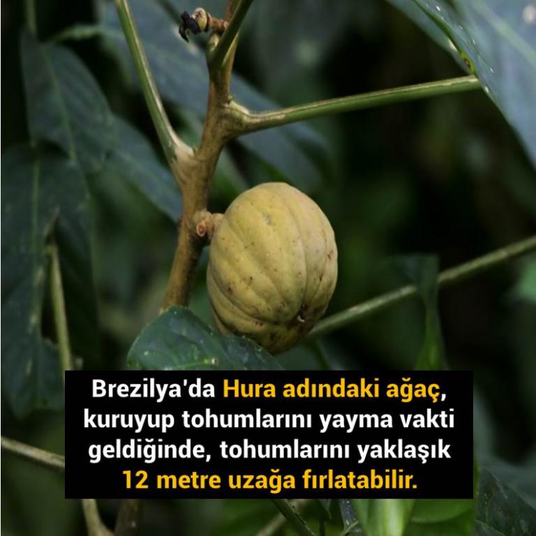 Bunları Biliyor Musunuz?