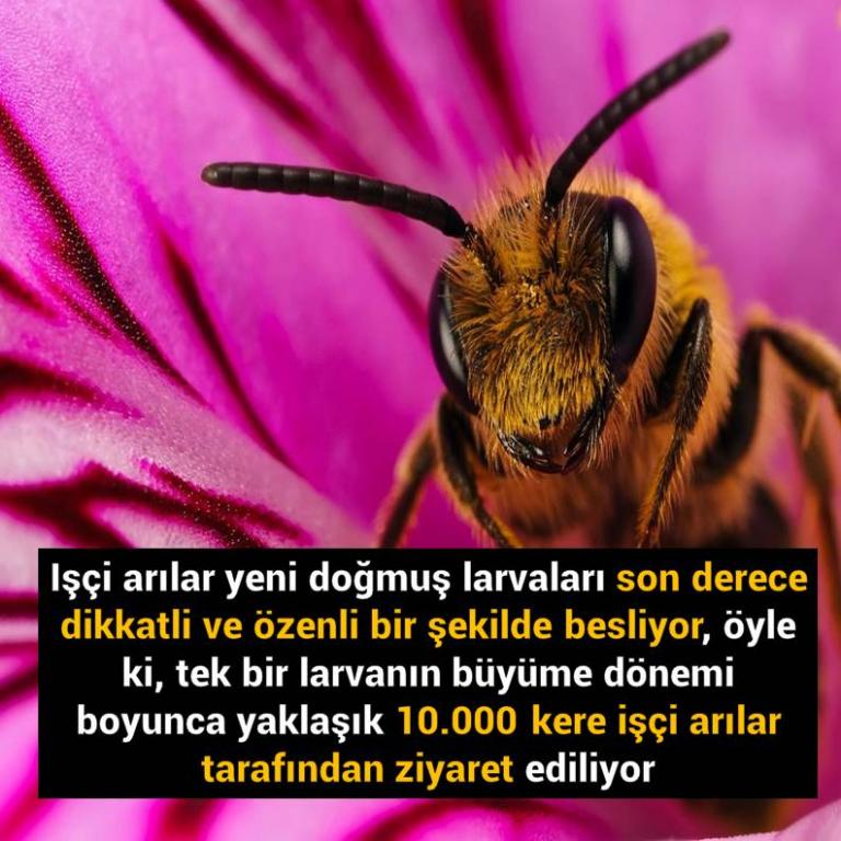 Bunları Biliyor Musunuz?