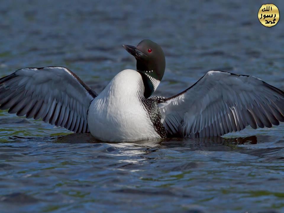 Grebe Kuşlarını da Allah Yaratmıştır