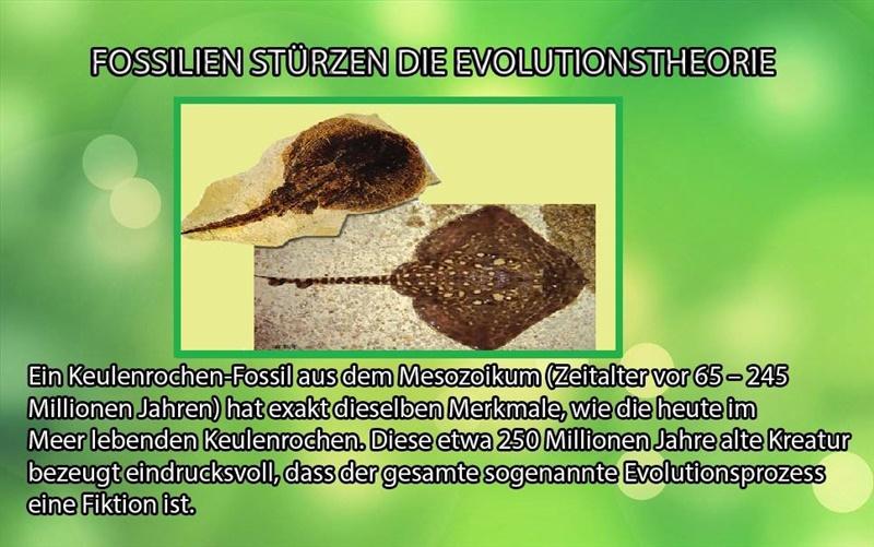 Fossilien Stürzen