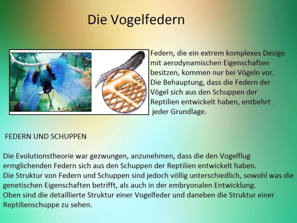 Die Vogelfedern