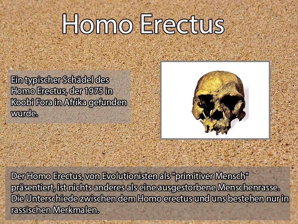 Homo Erectus