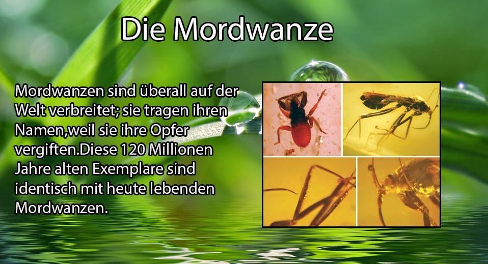 Die Mordwanze