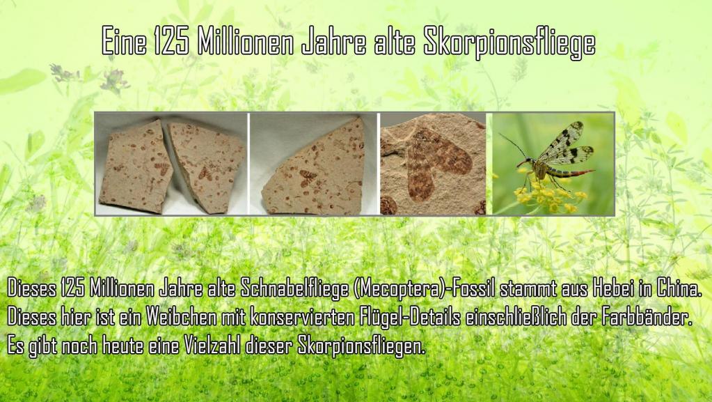 Eine 125 Millionen Jahre alte Skorpionsfliege