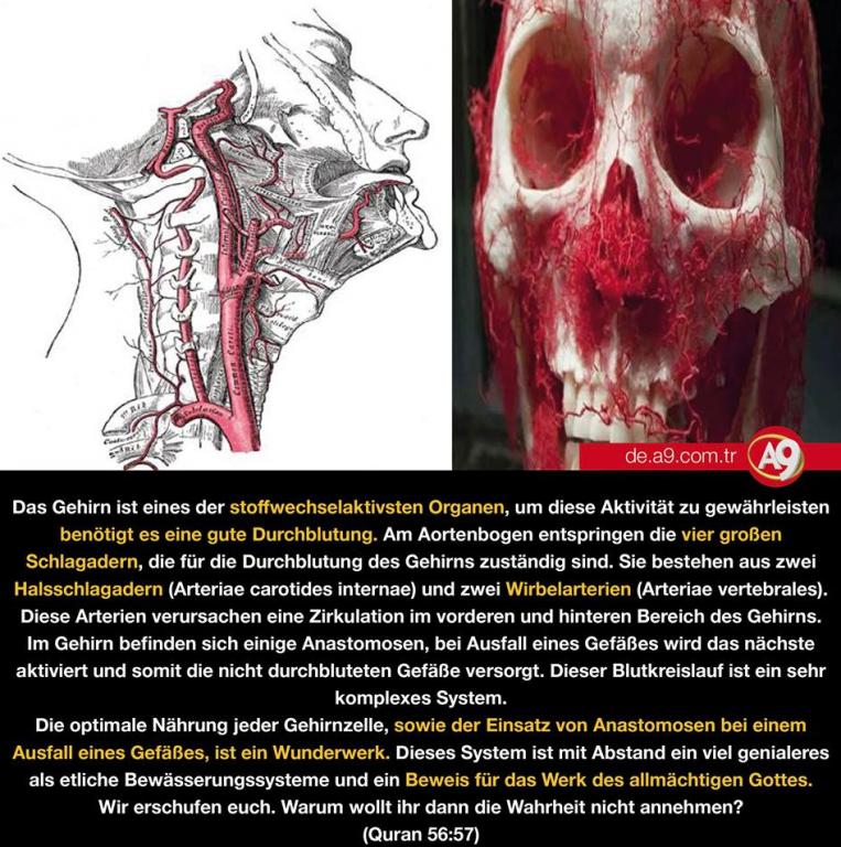 Der Niedergang der Evolutionstheorie