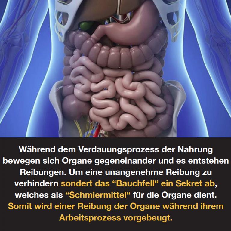 Der Niedergang der Evolutionstheorie