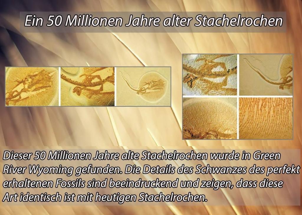 Der Niedergang der Evolutionstheorie