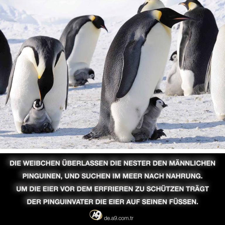 Der Niedergang der Evolutionstheorie