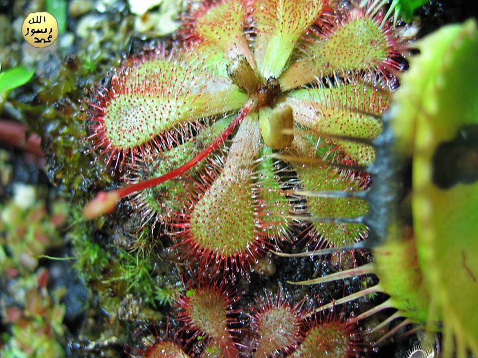 Bu bitkinin yapraklarında bulunan uzun kırmızı tüylerinin ucu, böcekleri kendine çekecek kokuyu içeren bir sıvı ile kaplıdır. 
