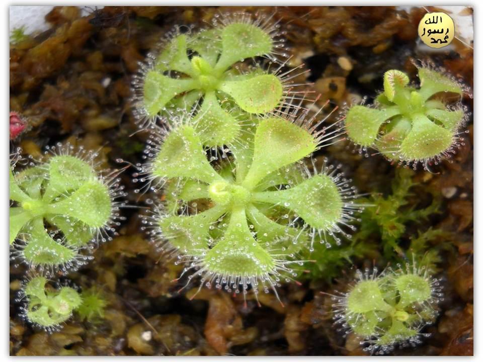 Drosera Bitkisinin Sıvısı