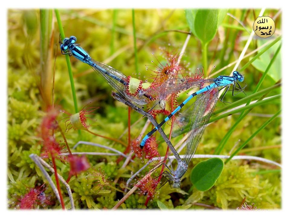 Drosera Bitkisinin Kokusu