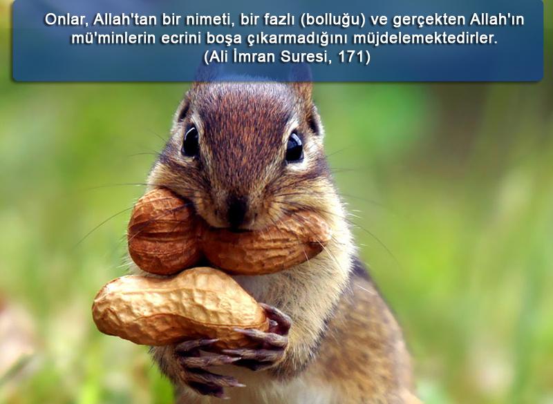 Onlar, Allah'tan bir nimeti, bir fazlı (bolluğu) ve gerçekten Allah'ın mü'minlerin ecrini boşa çıkarmadığını müjdelemektedirler. (Ali İmran Suresi, 171)