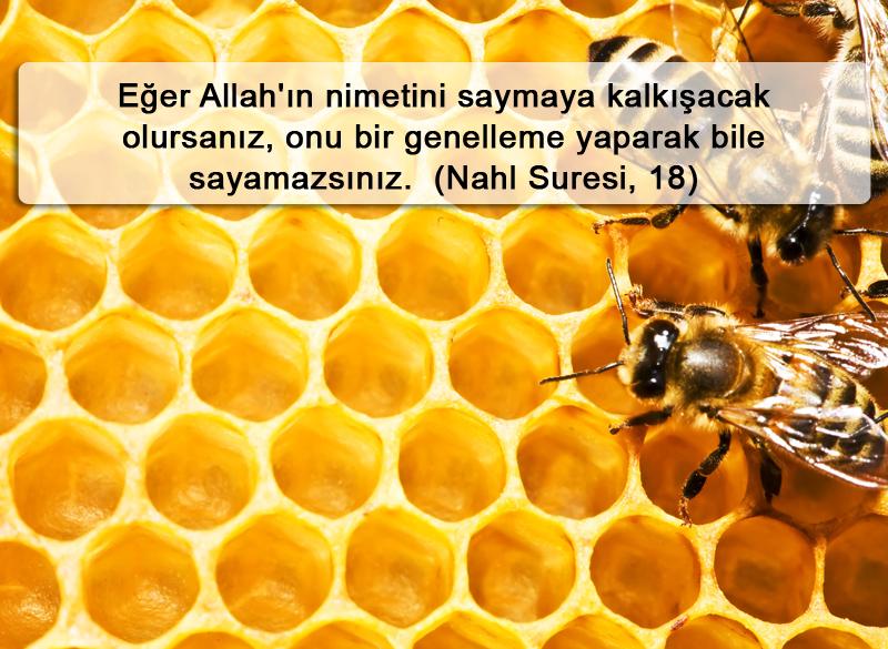 Eğer Allah'ın nimetini saymaya kalkışacak olursanız, onu bir genelleme yaparak bile sayamazsınız. Gerçekten Allah, bağışlayandır, esirgeyendir. (Nahl Suresi, 18)