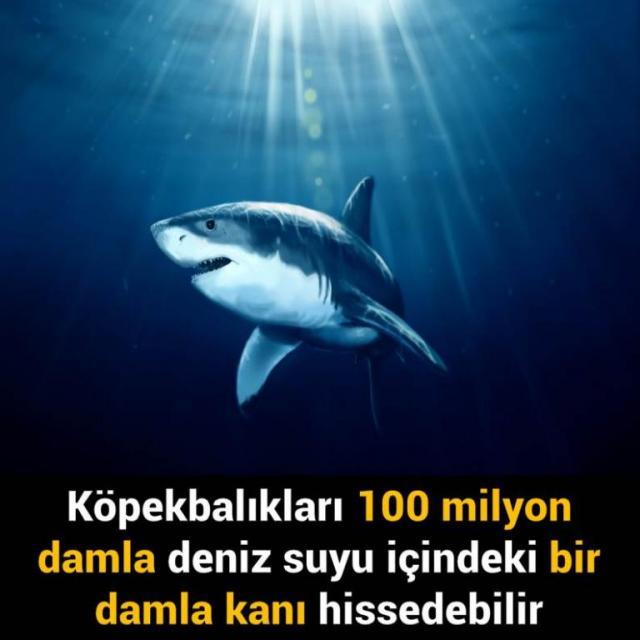 Köpekbalıkları 100 milyon damla deniz suyu içindeki bir damla kanı hissedebilir